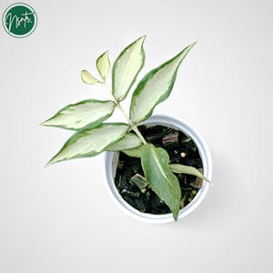 Hoya Polyneura Inner Variegated Rare Uniqe Jungle Plant