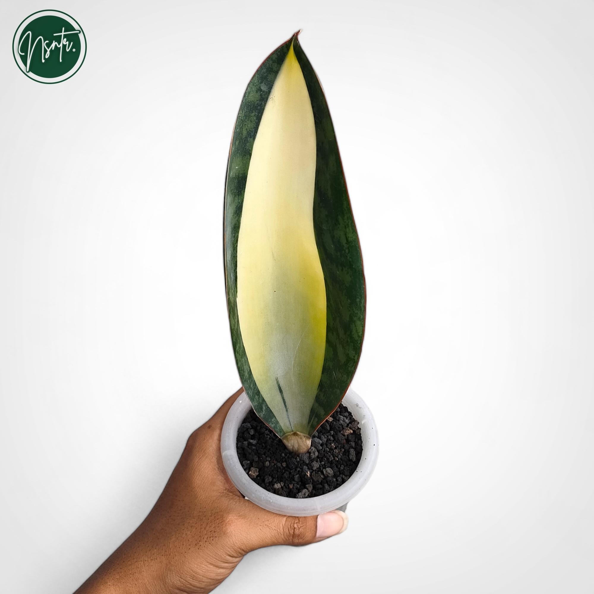 サンスベリア ダウンシー 斑入り サンセベリア sansevieria サンスベリア ダウンシー 斑入り サンセベリア sansevieria