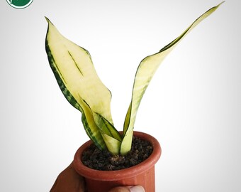 Sansevieria Golden Asahi Mutation Rare Uniqe Snake Plant