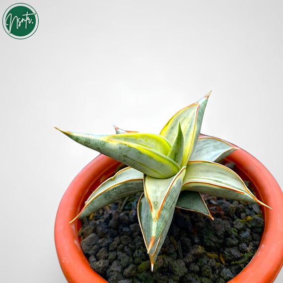 Sansevieria Blue Clone Variegated Rare Uniqe Snake Plant - Etsy