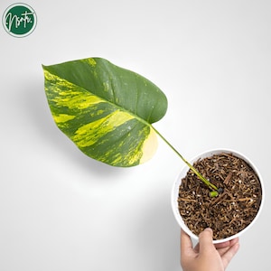 Monstera electro light - Etsy 日本