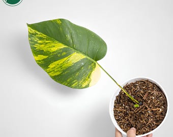Monstera Aurea Marmorata bonte stek zeldzame unieke plant