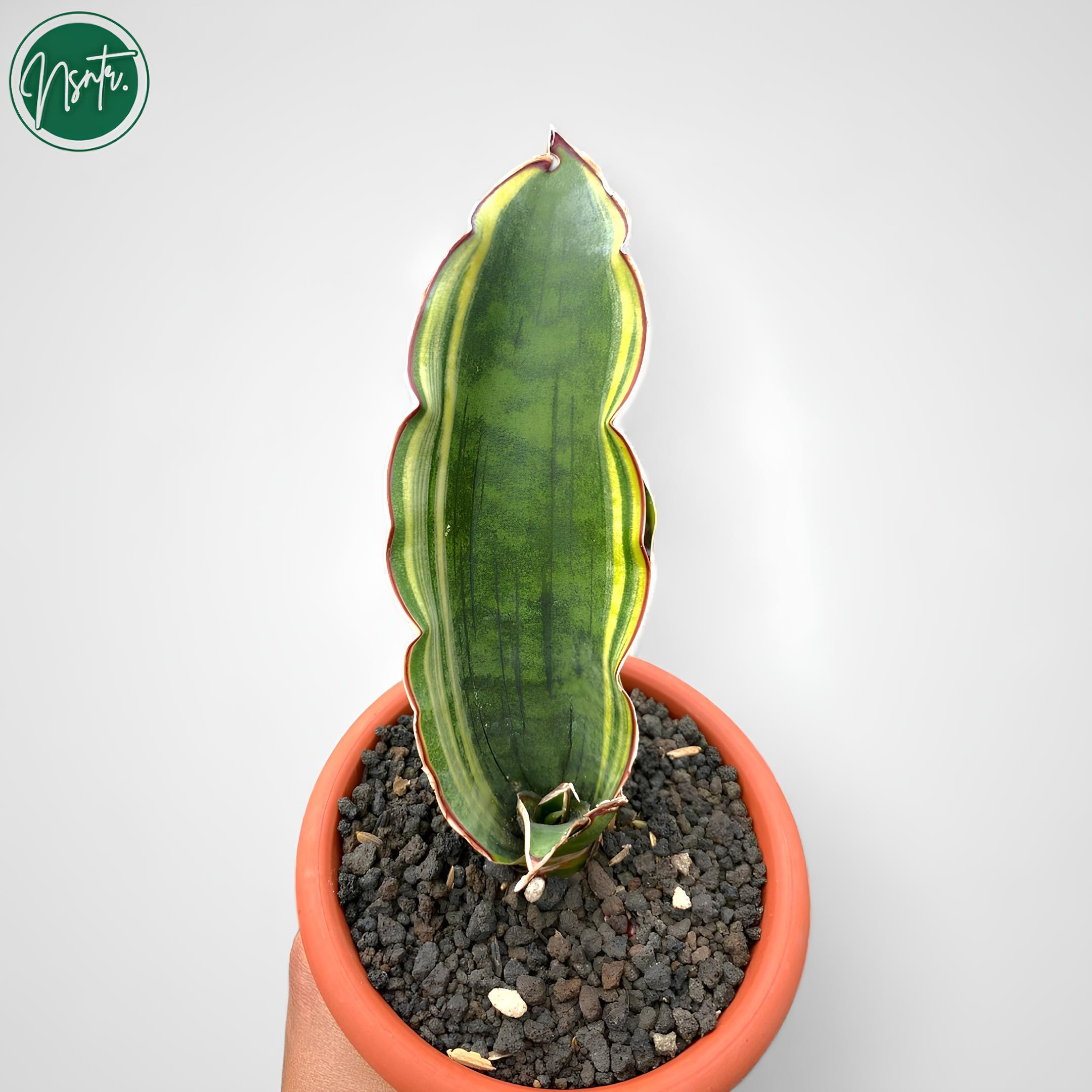 Sansevieria Dragon Wing Variegated Rare Uniqe Snake Plant - Etsy