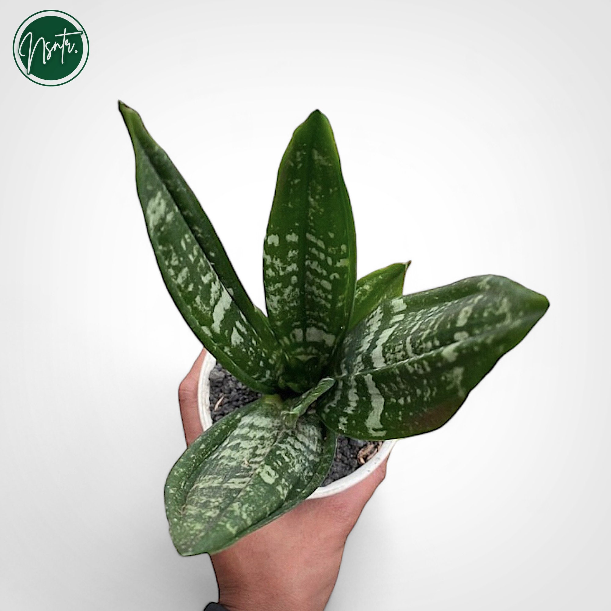 Sansevieria Moonshine Brazillian Crested Rare Uniqe Snake Plant - Etsy