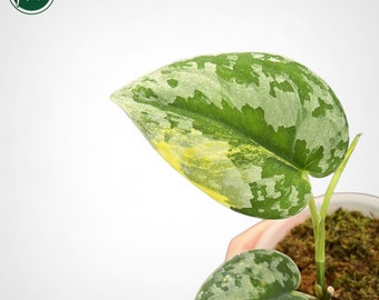 MonsteraX Marketplace | Scindapsus Sentarum variegated 🌱 - $329