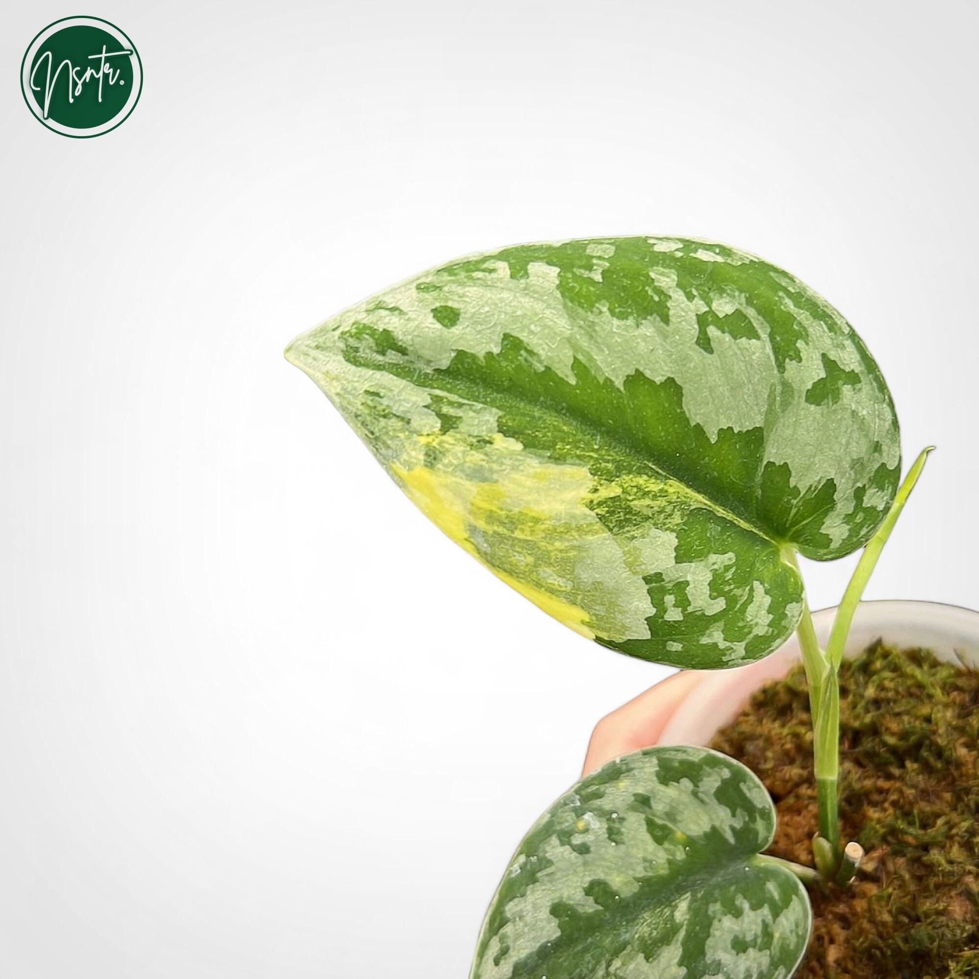 Scindapsus Bakudapati - Etsy