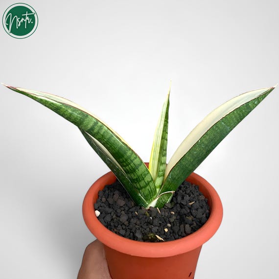 Sansevieria Marshanda Albo Variegated Rare Uniqe Snake Plant - Etsy