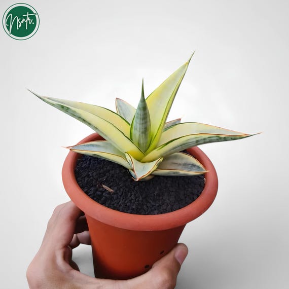 Sansevieria Ferro Variegated Rare Uniqe Snake Plant - Etsy