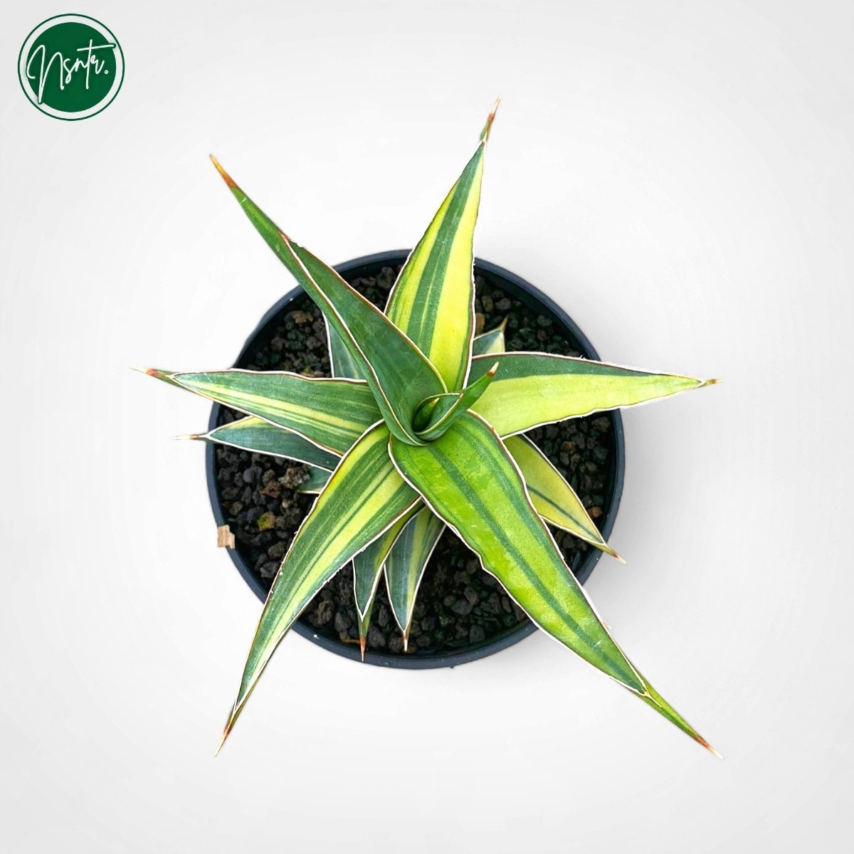 サンスベリア Sansevieria sp. Harare variegated Sansevieria Johannesburg Variegated Rare Uniqe Snake Plant - Etsy