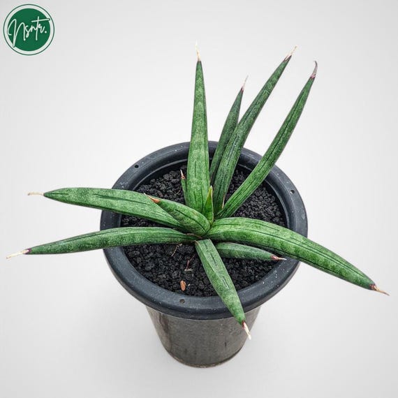 Sansevieria Hybrid Albopilosa Rare Uniqe Snake Plant - Etsy