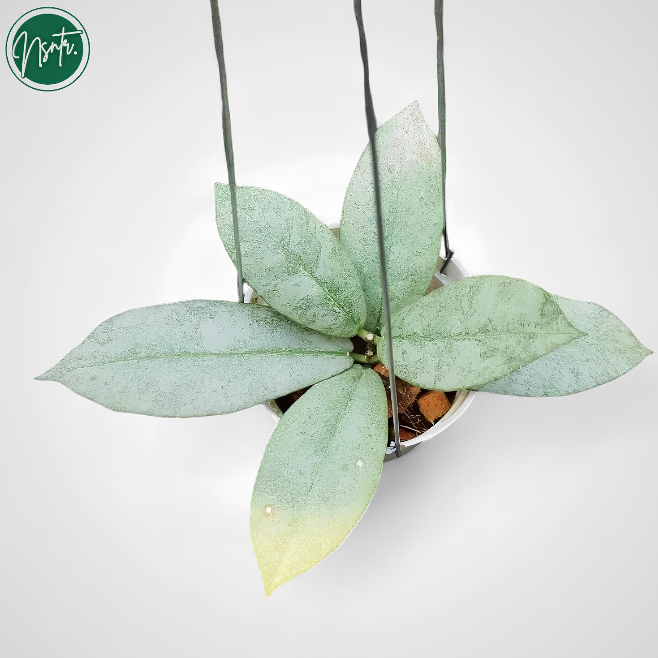 Hoya mitrata - Etsy 日本