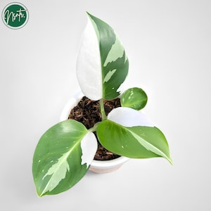 Philodendron White Wizard Variegated Rare Uniqe Plant