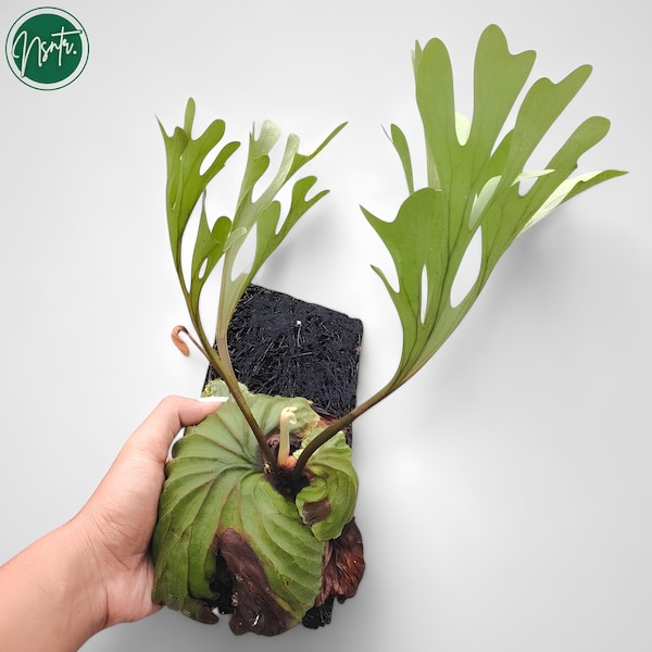 Platycerium Ridleyi zeldzame unieke sierplant