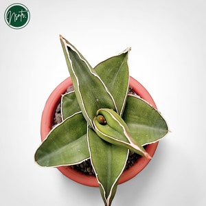 Könnte beinhalten: Eine kleine grüne und weiße Sukkulente mit weißen Streifen auf den Blättern, die in einem Terrakotta-Topf wächst.