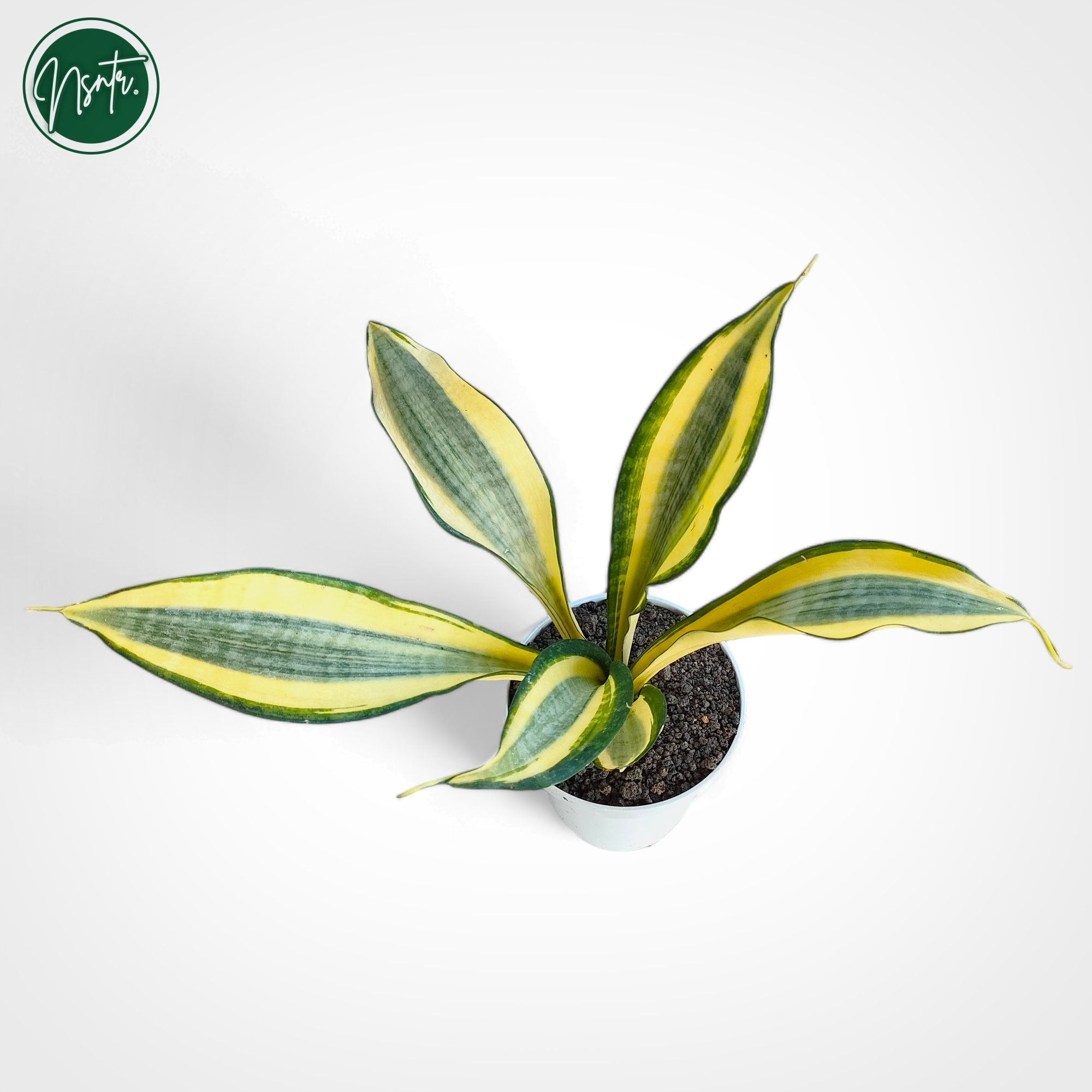 Sansevieria Golden Asahi Rare Uniqe Snake Plant