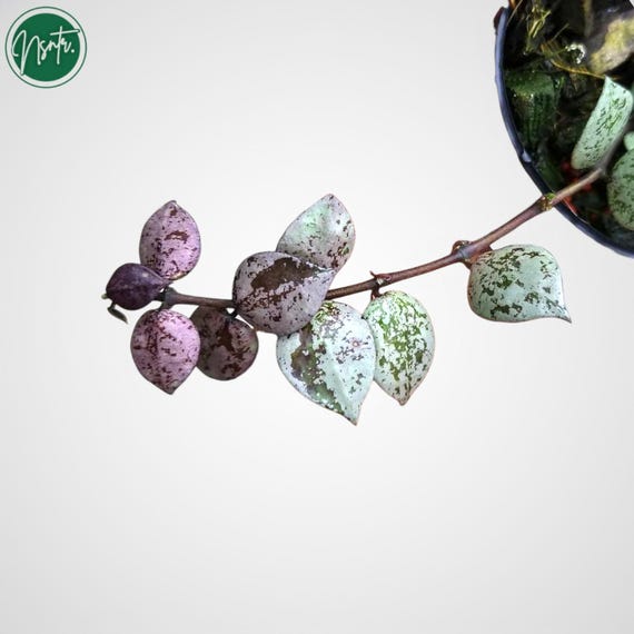 Hoya Lacunosa Black Aurora Rare Uniqe Jungle Plant - Etsy