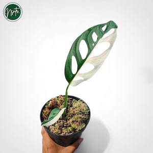 モンステラ アクミナータ アルボ 斑入りの珍しいユニークな植物