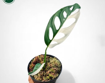 Monstera Accuminata Albo Variegated Rare Uniqe Plant