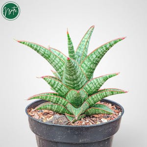 Hybrid sansevieria - Etsy 日本