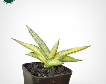 Sansevieria Sp Mecufi Mozambique Medium Size Rare Snake Plant - Etsy