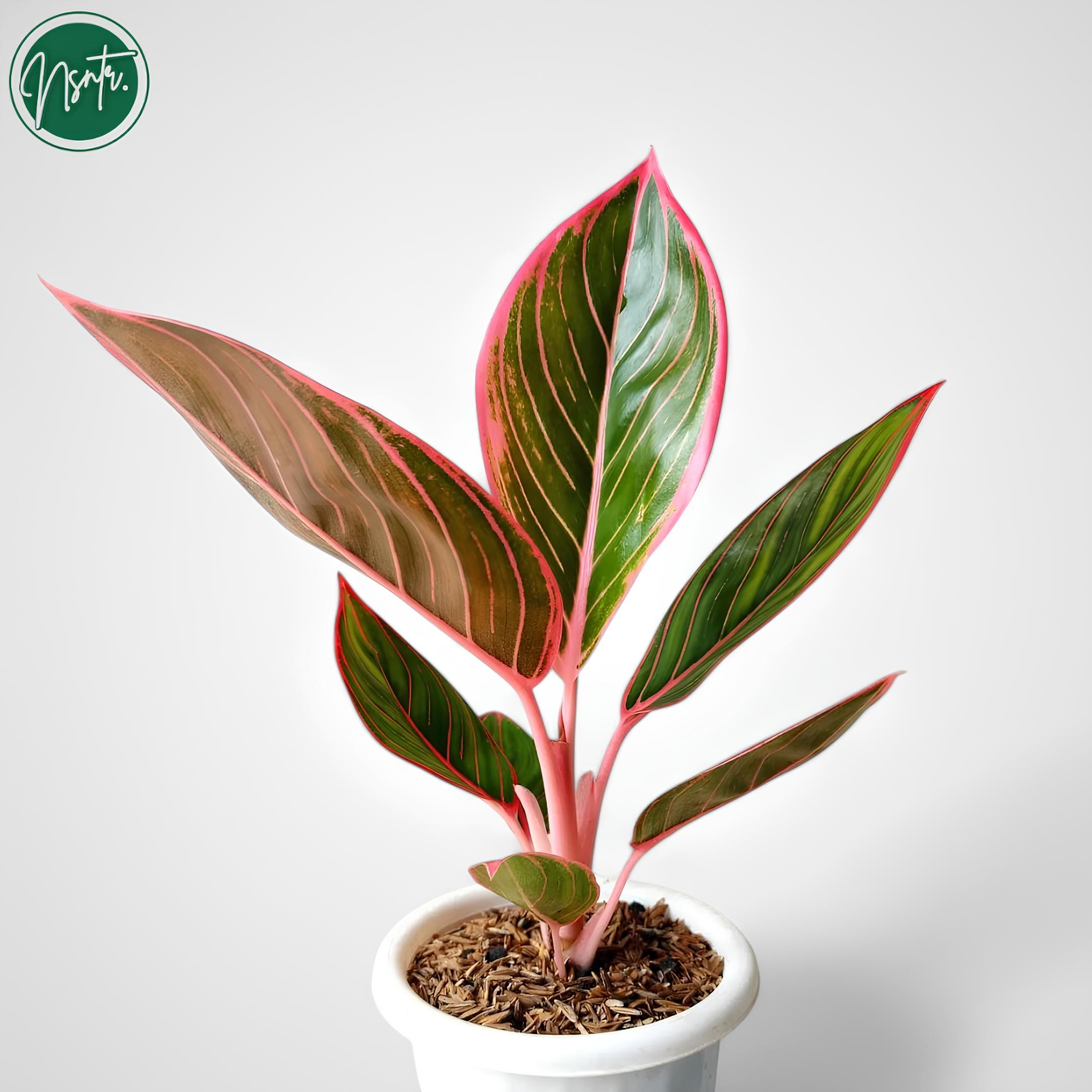Aglaonema khanza - Etsy 日本