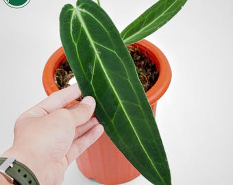 Anthurium NOID “eleanor” X RLFS F2 Seedling - Etsy