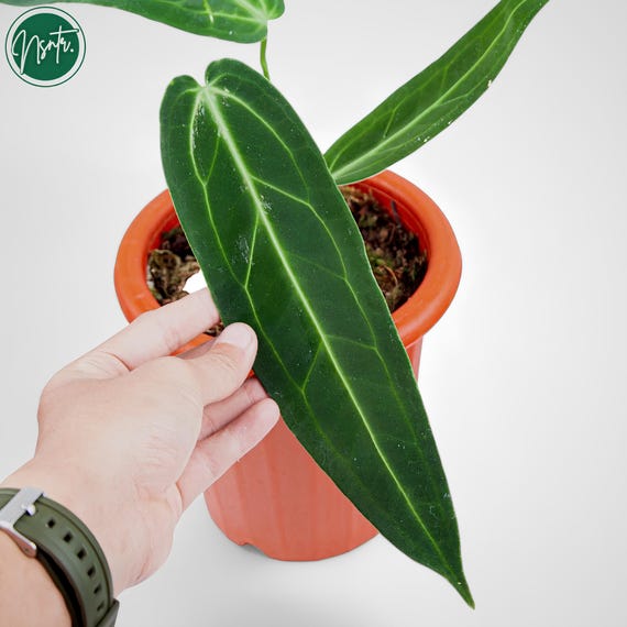 alocasia zebrina kaufen Alocasia Zebrina (Elefantenohr) (L) kaufen? | Ollie main image 0