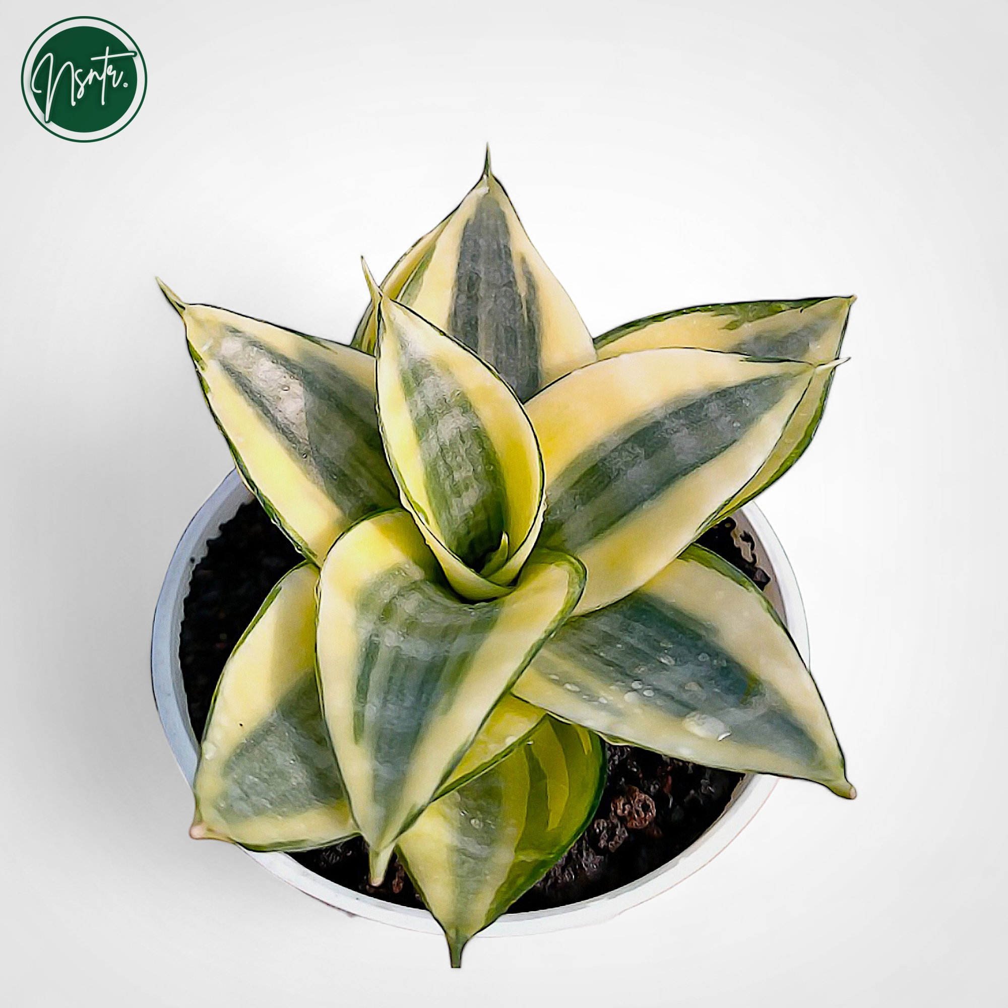 Sansevieria Hahnii Philippine Gold – Succulentasia