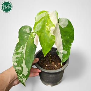 syngonium chiapense variegated