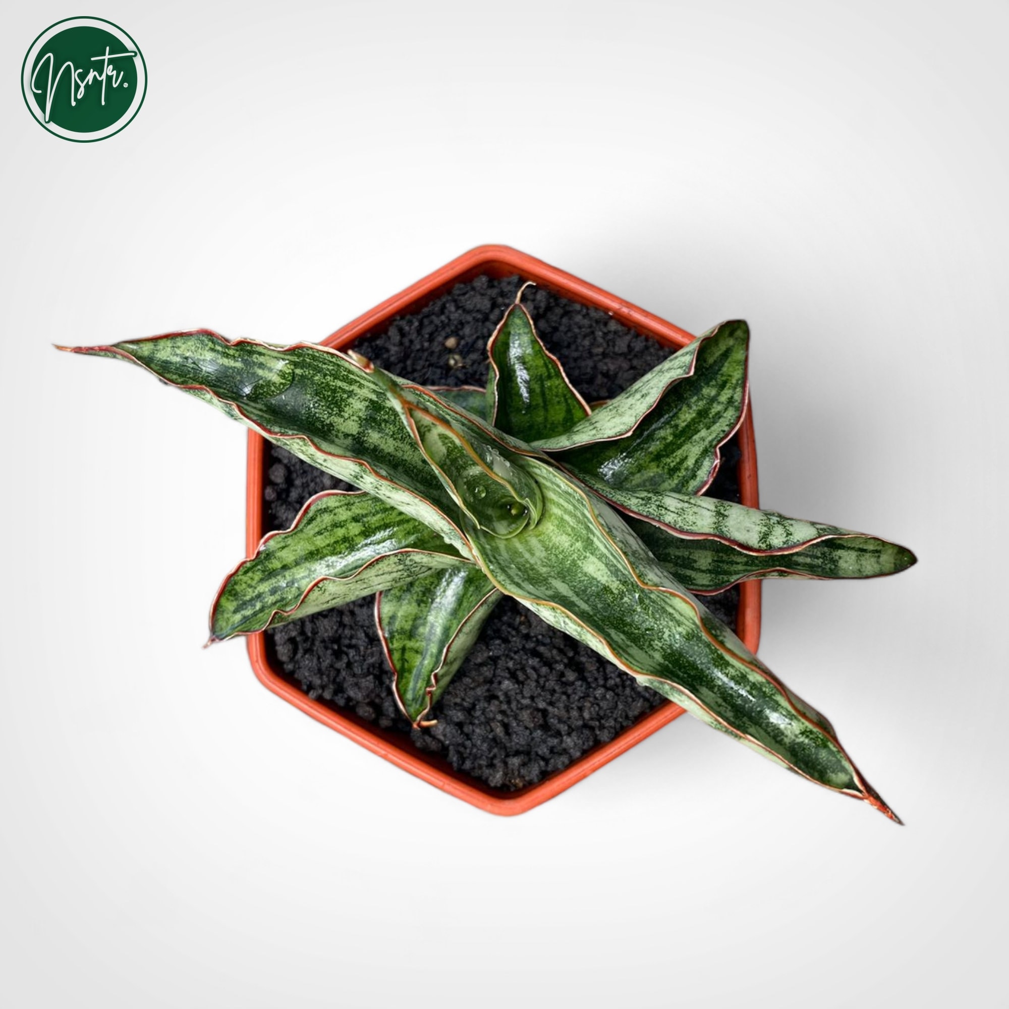 Sansevieria Lady Gaga Rare Uniqe Snake Plant - Etsy