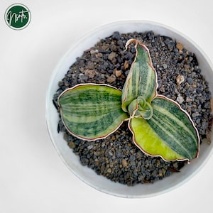 Op de afbeelding: Een kleine plant in een pot met groene en witte gestreepte bladeren en een rode rand. De plant staat in een witte pot met zwarte grind.