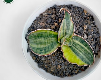 Sansevieria Silver Blue Variegated Rare Uniqe Snake Plant