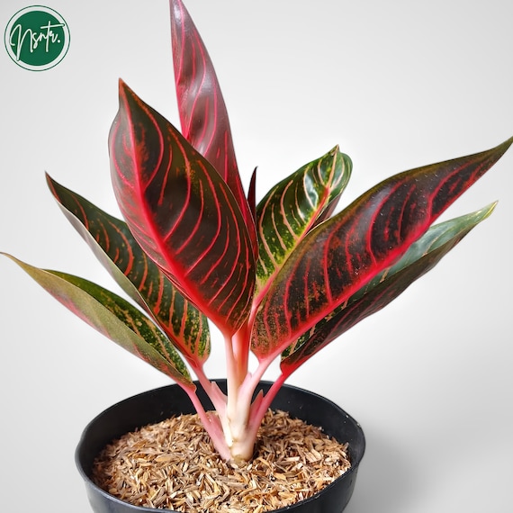 Aglaonema Pride of Sumatra Rare Uniqe Plant - Etsy