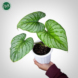 Philodendron Plowmanii Silver - Etsy