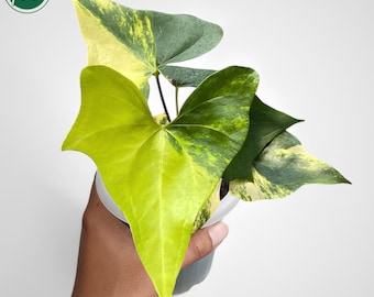 Anthurium Croatii 'corrugado' #3082 Exact Plant | Rare Exotic Tropical  Plants | Free Shipping | Pls Read Description - Etsy