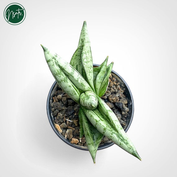 birds nest snake plant pups 4.5 Birds Nest Sansevieria
