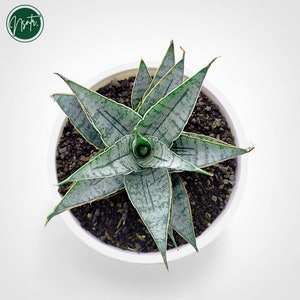 Puede incluir: Una planta serpiente en maceta con hojas verdes y blancas rayadas en una maceta blanca. La planta está en una maceta blanca con tierra marrón oscura.