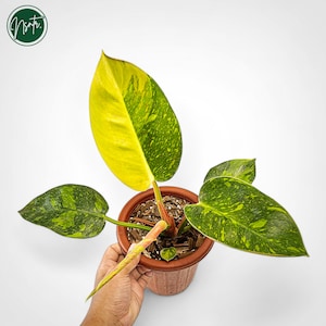 Philodendron, marbre vert du Congo, plante unique rare panachée