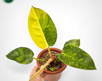 Philodendron Grön Kongomarmor Brokig Sällsynt Unik Växt