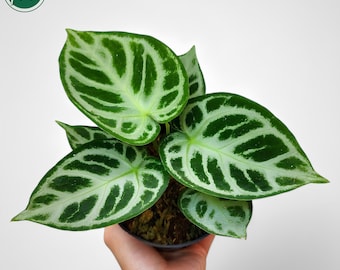 アンスリウム プテロダクティル 斑入り 希少 ユニーク 植物 - Etsy 日本