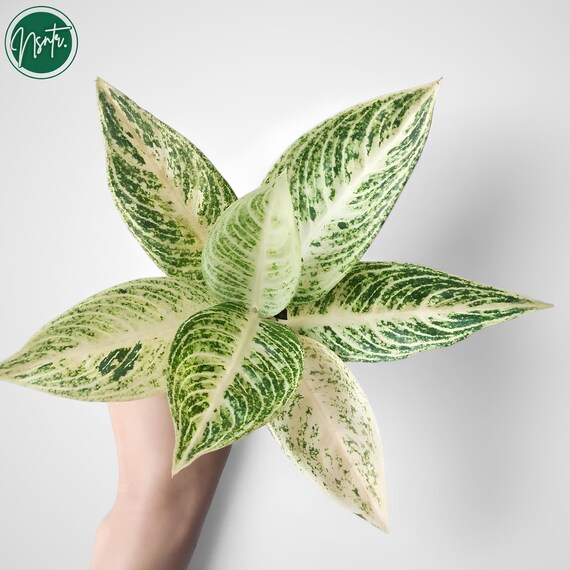 Aglaoneema White Legancy seltene einzigartige Pflanze - Etsy.de