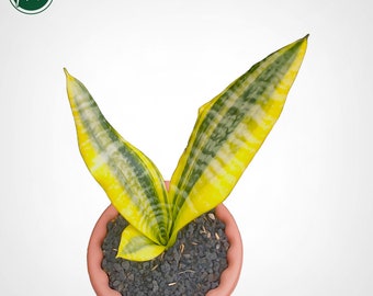 Sansevieria Superba Simplek Variegated Rare Uniqe Snake Plant