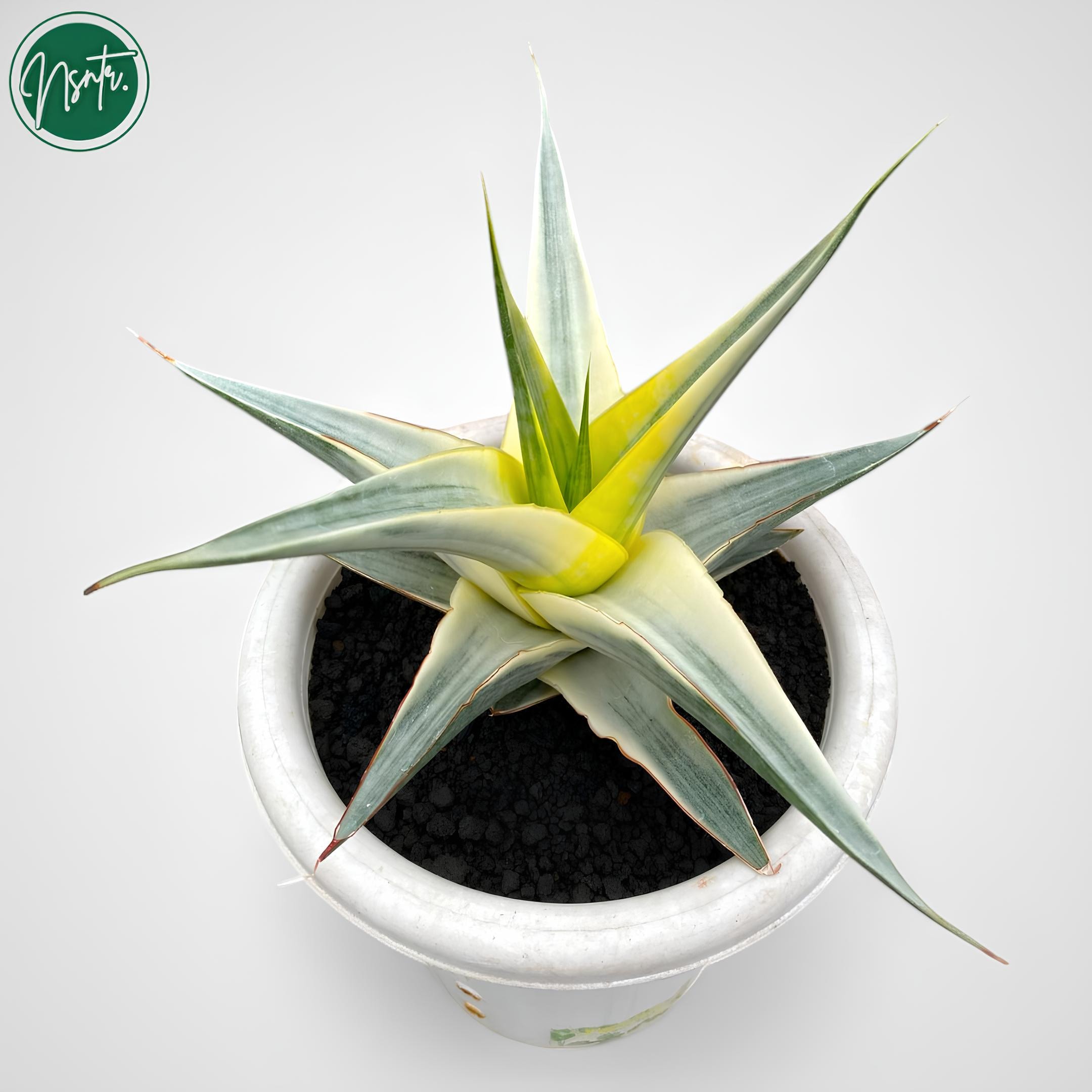 レア希少　美株　サンスベリア　スノーホワイト　●小さな子株　発根新芽　白斑入り Sansevieria boncellensis Snow White サンセベリア ボンセレンシス