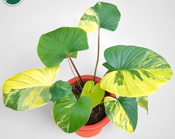 ホマロメナ ピンクダイヤモンド 斑入り (M) - Etsy 日本