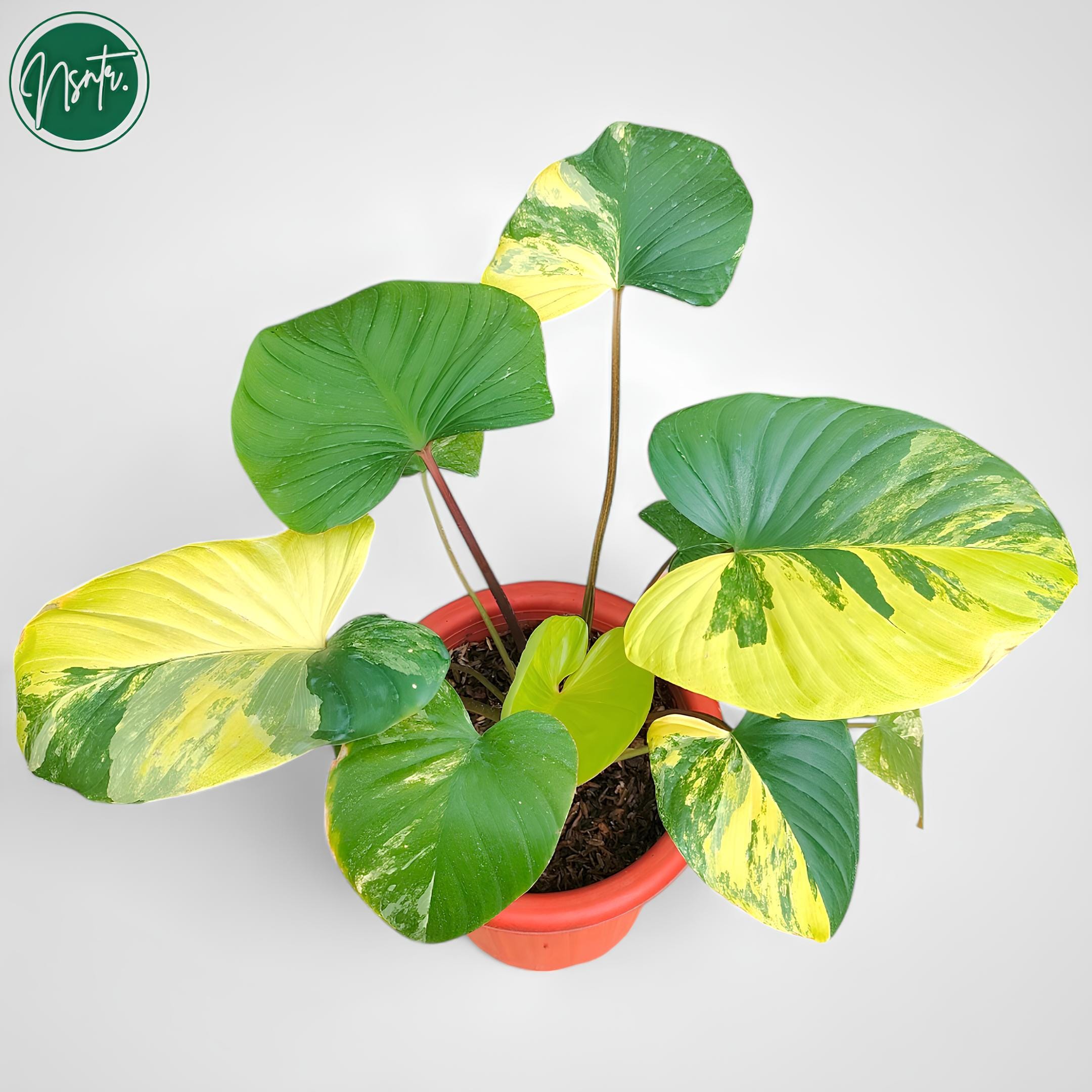 8月中セール★ 斑入り ホマロメナ homalomena rubescens 8月中セール☆ 斑入り ホマロメナ homalomena rubescens Variegated