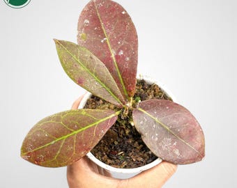 Hoya Buntokensis Red Rare Uniqe Jungle Plant - Etsy Canada