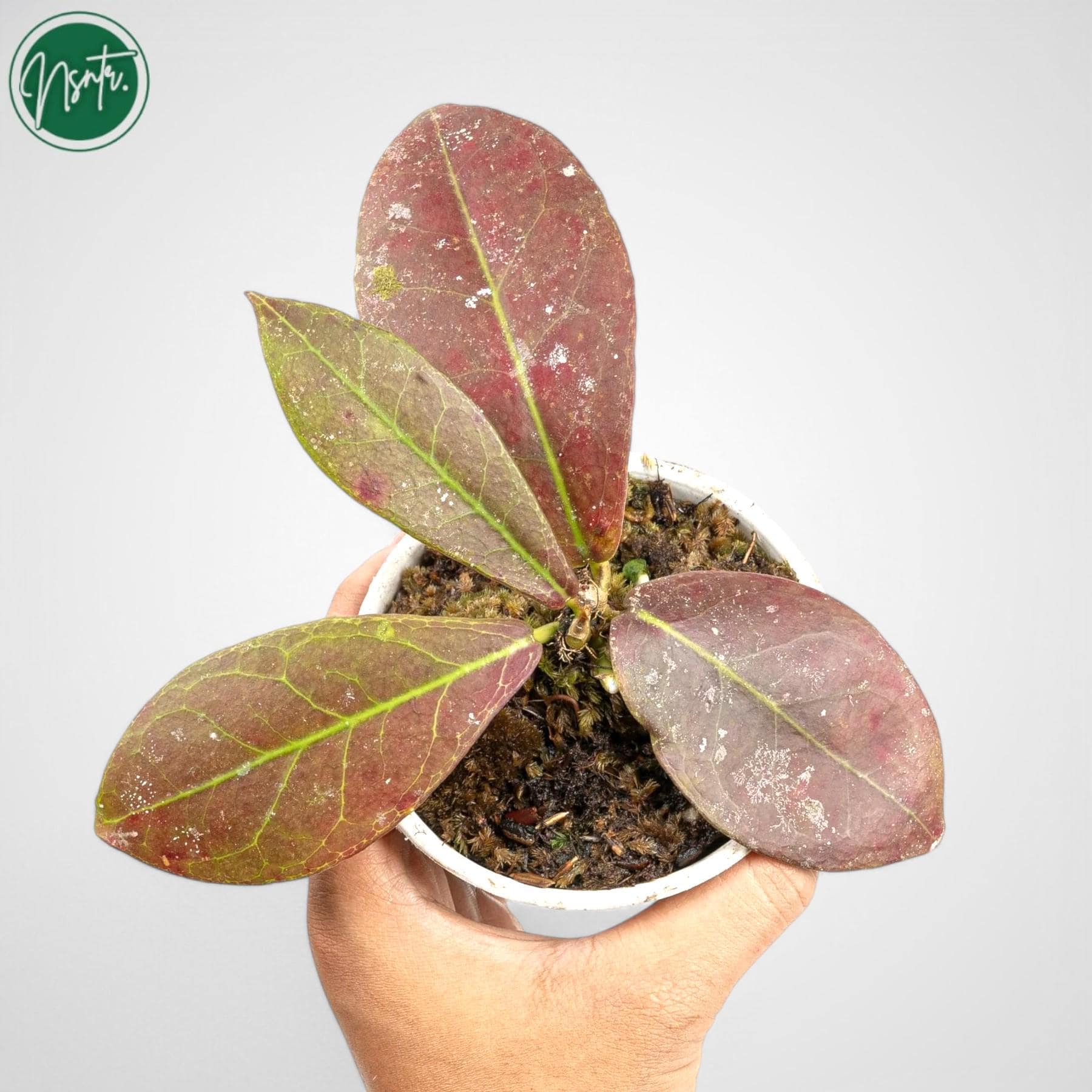 Hoya buntok - Etsy 日本