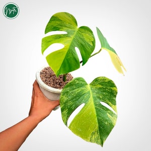 Monstera Aurea Yellow Variegated