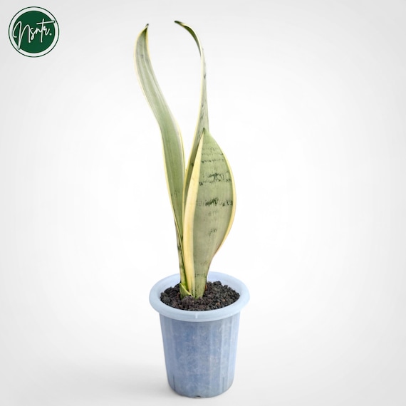 Sansevieria Trifasciata Pearl Young Rare Uniqe Snake Plant - Etsy Norway