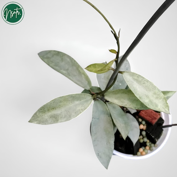 Hoya Lacunosa Winter Pandora Rare Uniqe Jungle Plant - Etsy Canada